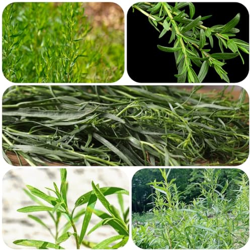 semi di dragoncello perenni resistenti da giardino dragoncello semi di invernali, per aiuole rialzate, giardino balcone, 100pcs