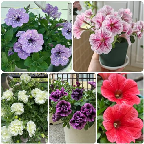 semi di petunia perenni resistenti petunie pendenti da balcone perenni resistenti ornamentali decorazione 800pcs