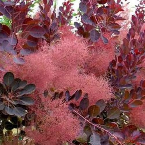 Cotino 'Royal Purple' 40–60 cm Vaso – Cotinus coggygria 'Royal Purple' – Foglia porpora ornamentale