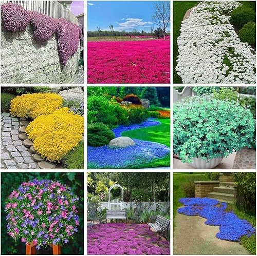 5000+ Timo Misto, Ricco Di Colori, Una Scelta Eccellente Per Creare Paesaggi Accattivanti.