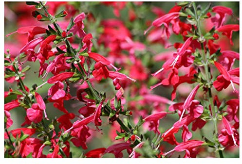 PREMIER SEEDS DIRECT - SALVIA Seeds - Scarlet SAGE - COCCINEA (6,750 Seeds)
