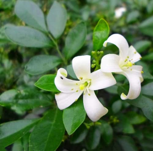 CHTING 100 Stück Murraya Paniculata Samen Schöner Baum Rote Frucht Die Farbe Ist Weiß Und Schöne Mehrjährige Blühende Pflanze Zuerst Wählten Die Leute Es Als Gewürze Und Kräuter
