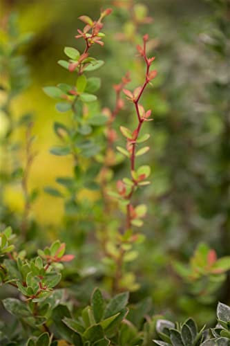 Berberis buxifolia 'Nana' 25–30 cm – Winterhart, Immergrün, Pflegeleicht – Zwerg-Berberitze – Heckenpflanze für Garten & Sichtschutz
