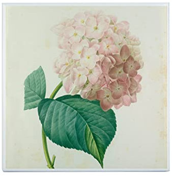 Piastrella in ceramica decorativa 20 x 20 cm - Ortensia Tavola Illustrazione Botanica Antica Fiori