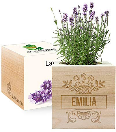 Amikado - Ecocube gravé d'un prénom (Lavande) - Plantes dans Un Cube en Bois - 100% Eco Friendly - idée Cadeau Durable