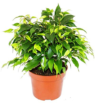 Exotenherz - Fico di betulla cespuglioso - Ficus benjamini Kinky Green - Vaso da 12 cm