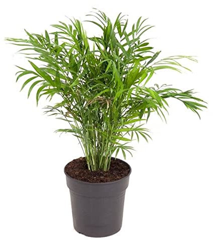 Palmera Arbustiva de Exterior e Interior Camadorea Palma Tropical Chamaedorea Elegans