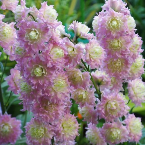 100 Pcs Rittersporn Samen Winterhart Mehrjährig - Consolida Ajacis - Kräuterpflanzen, Blumen Für Balkon Delphinium Rittersporn Pflanze Samen, Deko Blumen, Bonsai Samen Blumenwiese