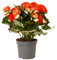 Verdecora Begonia Elatior Naranja | Planta de los mil colores | Planta natural de interior en maceta de Ø13cm |Flores Elegantes y Duraderas | Ideal para Decorar Hogares y Oficinas