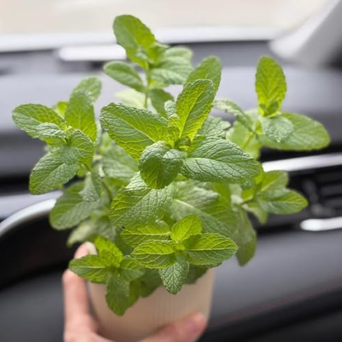 Semillas de menta marroquí resistentes de orgánicas, balcón menta verde jardín, exótico cobertura del suelo cocina jardín, 500pcs