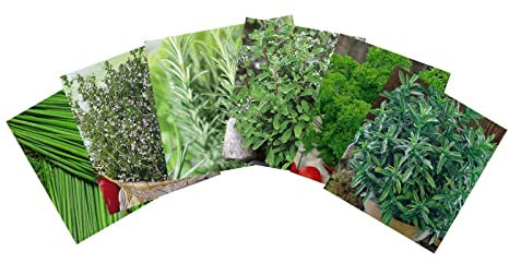 Samenshop24® Kräuterspirale anlegen | Größe: Minimalistisch | 6 verschiedene Sorten | Kräutersamen für eine kleine Kräuterspirale