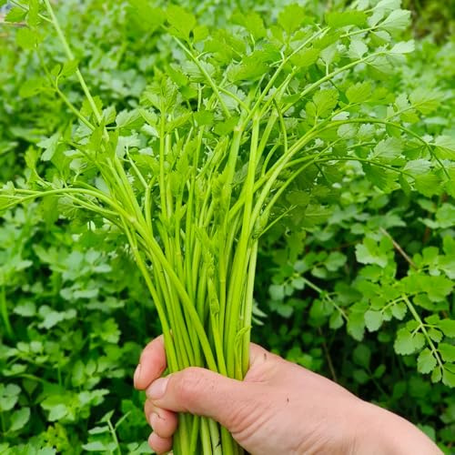 semillas de berro orgánicas, variedades antiguas balcón de resistentes para el jardín. decorativas 300pcs