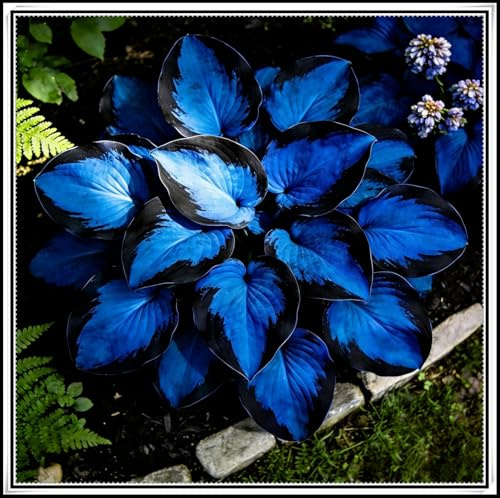 Rizoma de hosta perenne- Hosta azul medianoche- Tolerante sombra- Bajo mantenimiento ＆ fácil de plantar- Apto para jardines exteriores.-b-6 Rizomas