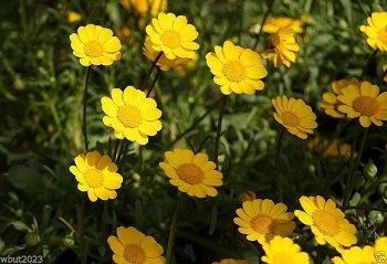1000 YELLOW DAISY Chrysanthemum Multicaule Mini Marguerite Flower Seeds