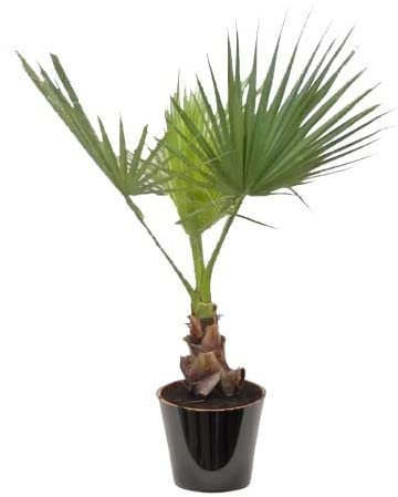 Palmera Natural Washingtonia Robusta de Buen Tamaño