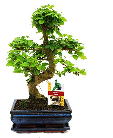 Exotenherz - Bonsai Chinesischer Liguster - Ligustrum sinensis - ca. 8 Jahre