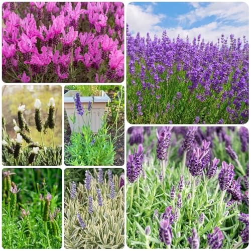 semi di lavanda biologici, selvatici, esotiche resistenti da balcone, giardino da interno, 200pcs