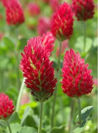 Green Manure - Crimson Clover, red Clover Flower Seeds 1kg to Cover 200 sq