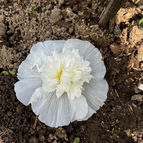 semi di malvarosa, malvarosa di esotici selvatici da giardino da ornamentali per luoghi soleggiati primaverili, in vaso arredamento 850semi