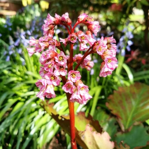 semillas de bergenia decoraciones resistentes el jardín Jardín de 350pcs
