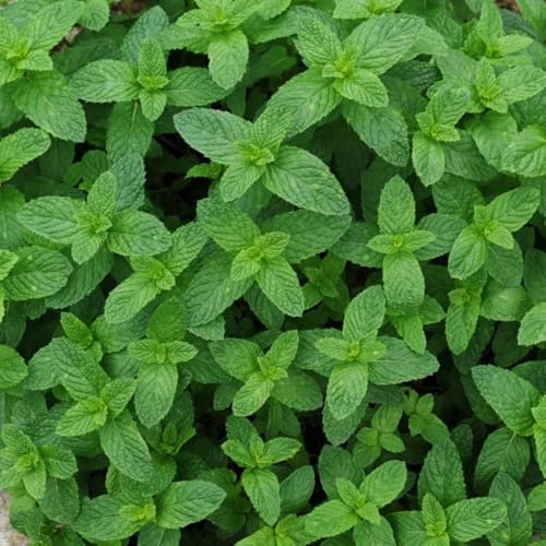 semi di menta, decorative selvatici da giardino biologici tappezzanti per balcone rare 250pcs