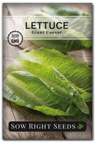 Sow Right Seeds - Giant Caesar Lettuce Seeds for Planting - Non-GMO Open Pollinated Heirloom Packet with Instructions to Grow Lettuce from Seed Indoors or Outdoors - Great Hydroponic Variety (1)