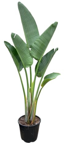 Trendyplants - Strelitzia Augusta - Paradiesvogelblume - Zimmerpflanze - Höhe 150-170 cm - Topfgröße Ø28cm