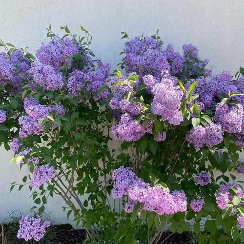 lillà - decorazioni giardino per esterni ufficio decorazioni 500semi
