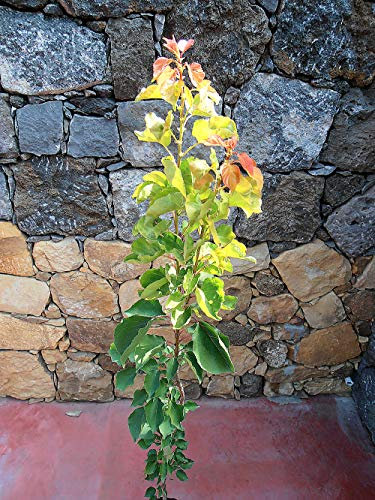 Pianta di albicocche Albero albicocco Cafona - Imballaggio speciale protettivo