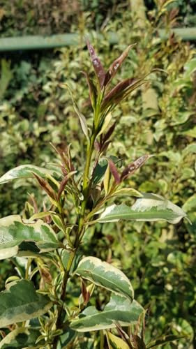 Ligustrum lucidum 'Excelsum Superbum' / Troène du Japon panaché blanc/Conteneur de 1 à 1.9 litres