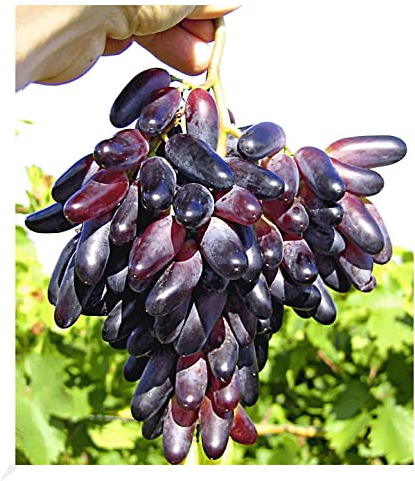 BALDUR Garten Weinreben Tafeltrauben 'Souvenir®' dattelförmig, 1 Pflanze, Vitis vinifera, winterhart, Wasserbedarf gering, selbstfruchtend, reiche Ernte an essbaren Früchten