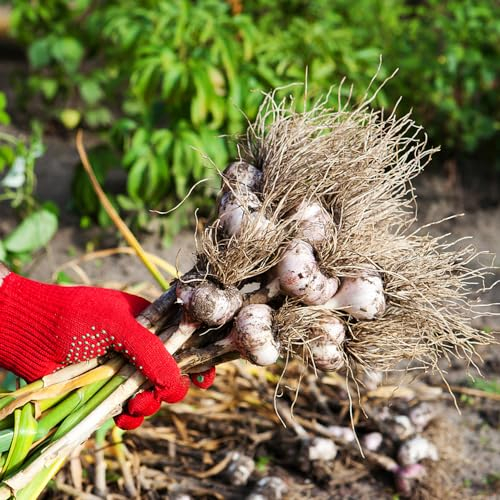 3 pcs Pflanzknoblauch Winterhart Balkonpflanzen Winterhart Steckknoblauch Frühjahr Blumenzwiebeln Mehrjährig Winterhart Kräuter Pflanzen Topfpflanzen Draußen Winterhart Blumenzwiebeln