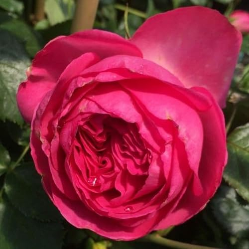 Strauchrose Pink Eden Rose ® (Container)