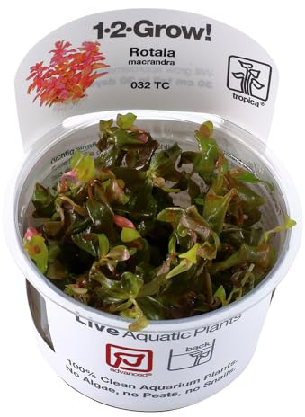 Tropica Rotala macrandra 1-2 GROW!