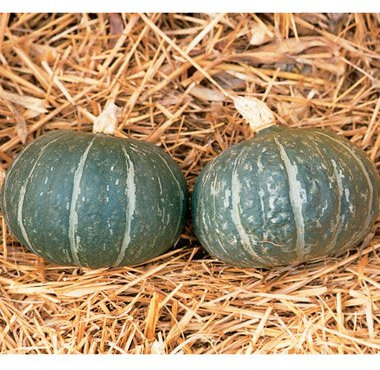 Graines de citrouille d'hiver Cha Cha paquet de 100 graines