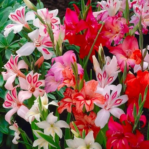 Bulbi di GLADIOLI | Bulbi provenienti dai migliori produttori Olandesi | Esclusiva selezione e controllo qualità | Fioritura garantita dal primo anno. (10 Gladioli colvillii (botanici) mix)