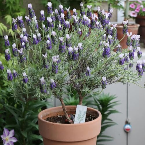 Semi di lavanda, resistenti all'inverno per il giardino Semi di lavanda - Lavandula angustifolia - regali per giardinieri decorazione del giardino 500pcs