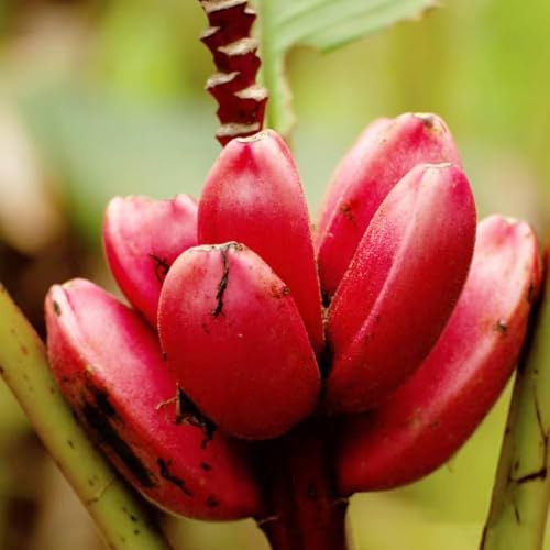 120 pezzi semi resistenti della banana - Semi per decorazione balconi giardino interno