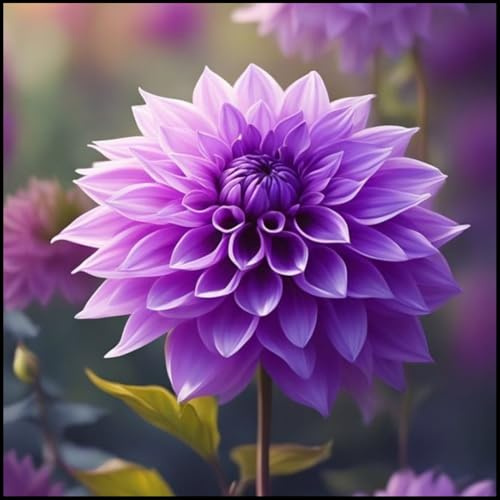 Dahlie Rhizome/pflegeleicht/Trockenheitsresistent und kälteresistent/-2 Rhizome-E