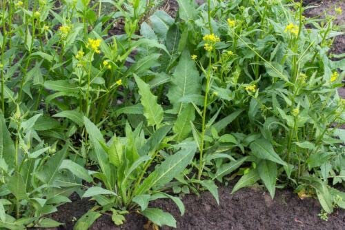 50 Graines Bio-Bunias d'Orient 'Bunias Orientalis' Bio-Türkische Rucola-Samen