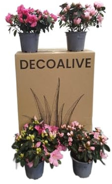 Azalea Rosa |Pack 4 Unidades |DECOALIVE | Azaleas con Flores Rosa