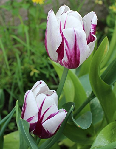 Tulpen Flaming Flag Tulpenzwiebeln (50 Blumenzwiebeln)