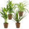 4x Luftreinigungsmischung Inkl. Korb aus Seegras - Luftreinigung - ⌀12 cm - 25-45cm