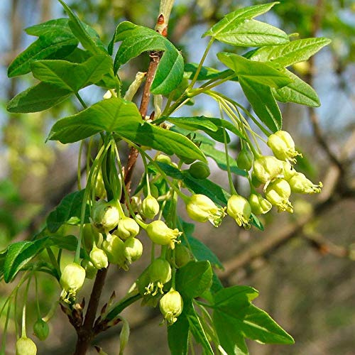 15 Semillas de Acer Monspessulanum (Arce de Montpellier)