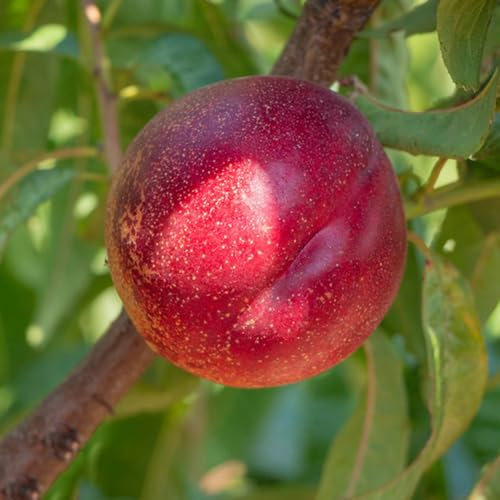 5 pcs pfirsichbaum balkon samen - nektarinenbaum winterhart, balkonpflanzen pflanzen garten obstsamen bäume exotische pflanzen winterhart, säulenobst winterhart, obst samen säulenobstbäume