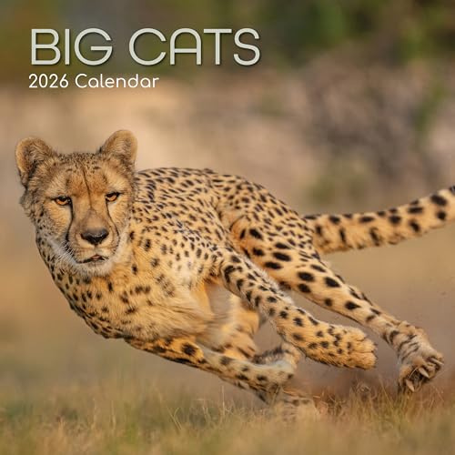 TGSC | Big Cats 2026 Calendar 16 Month (Sept 2025-Dec 2026) Family Square Wall Calendar 2026 UK | Planner with Large Grid for Home or Office Organisation - Animals 2026/2025 Calendar UK