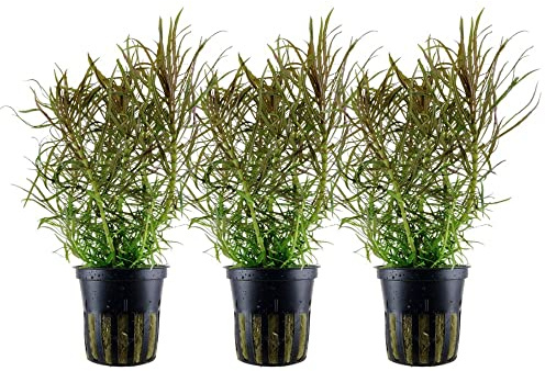 AquaOne Aquarium Pflanze 3 Stück Pogostemon stellatus I Wasserpflanze Aquariumpflanze Stängelpflanze voll durchwurzelt Aquascaping Dekoration