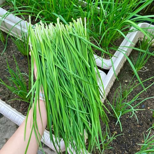 semi di cipollina resistenti - giardino perenni decorative balcone aiuole rialzate 500pcs