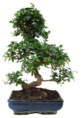 Bonsái Natural de Carmona Microphylla Popular y de Fácil Cuidado