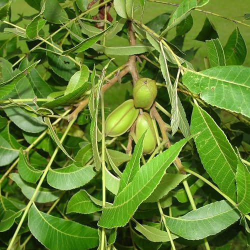 Vivai le Georgiche - Pianta vera di Noce pecan Carya illinoensis, Carya pecan, Carya oliviformis Pecan, Noce pecan dell'Illinois - vaso Ø 17 cm - altezza alla vendita 30-40 cm